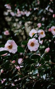 Preview wallpaper flowers, bloom, leaves, branch, macro, spring