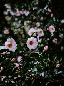 Preview wallpaper flowers, bloom, leaves, branch, macro, spring