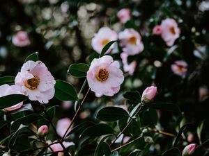 Preview wallpaper flowers, bloom, leaves, branch, macro, spring