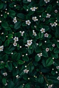 Preview wallpaper flowers, bloom, leaves, plant