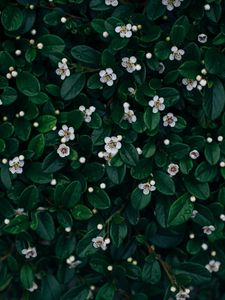 Preview wallpaper flowers, bloom, leaves, plant