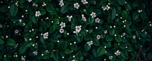 Preview wallpaper flowers, bloom, leaves, plant