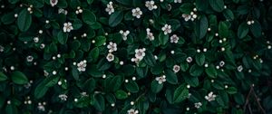 Preview wallpaper flowers, bloom, leaves, plant
