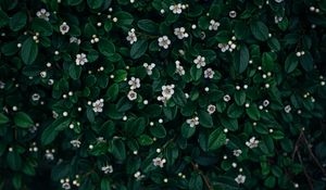 Preview wallpaper flowers, bloom, leaves, plant