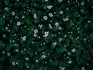 Preview wallpaper flowers, bloom, leaves, plant