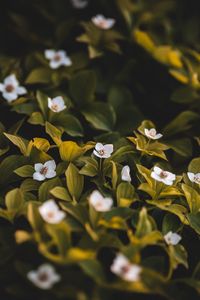 Preview wallpaper flowers, bloom, leaves, petals