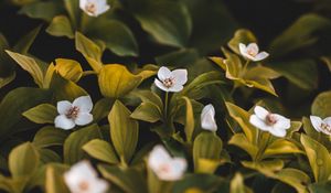 Preview wallpaper flowers, bloom, leaves, petals