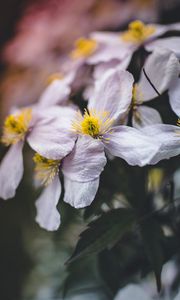 Preview wallpaper flowers, bloom, macro, closeup, plant