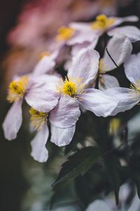 Preview wallpaper flowers, bloom, macro, closeup, plant