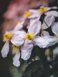 Preview wallpaper flowers, bloom, macro, closeup, plant