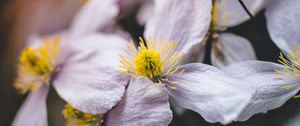 Preview wallpaper flowers, bloom, macro, closeup, plant