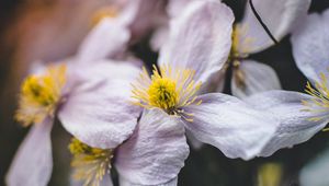 Preview wallpaper flowers, bloom, macro, closeup, plant