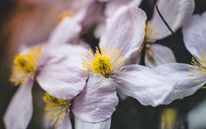 Preview wallpaper flowers, bloom, macro, closeup, plant