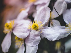 Preview wallpaper flowers, bloom, macro, closeup, plant