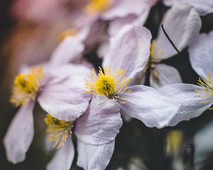 Preview wallpaper flowers, bloom, macro, closeup, plant