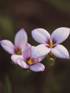 Preview wallpaper flowers, bloom, macro, plant, summer