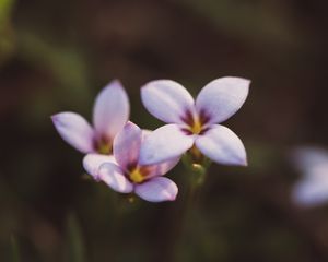 Preview wallpaper flowers, bloom, macro, plant, summer