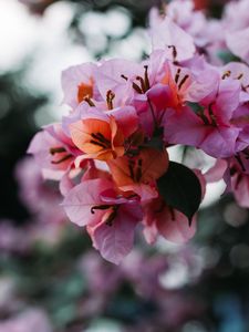 Preview wallpaper flowers, bloom, petals, blur, macro