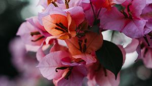 Preview wallpaper flowers, bloom, petals, blur, macro