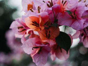 Preview wallpaper flowers, bloom, petals, blur, macro