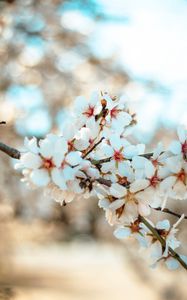 Preview wallpaper flowers, bloom, petals, branch