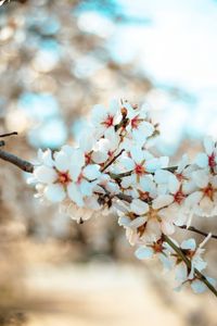 Preview wallpaper flowers, bloom, petals, branch