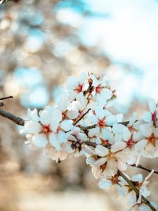Preview wallpaper flowers, bloom, petals, branch