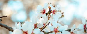 Preview wallpaper flowers, bloom, petals, branch