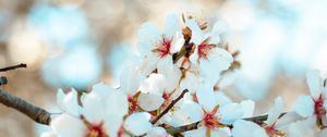Preview wallpaper flowers, bloom, petals, branch