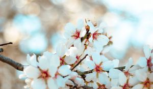 Preview wallpaper flowers, bloom, petals, branch