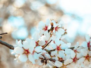 Preview wallpaper flowers, bloom, petals, branch