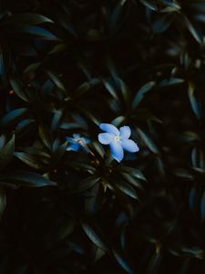 Preview wallpaper flowers, bloom, petals, leaves, plant