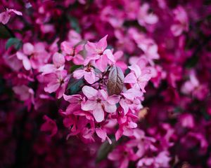 Preview wallpaper flowers, bloom, pink, bush, branch, spring