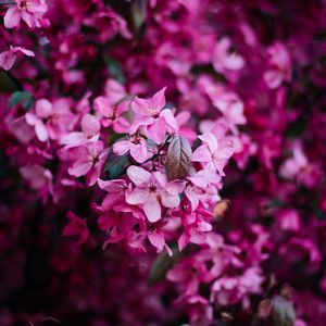 Preview wallpaper flowers, bloom, pink, bush, branch, spring