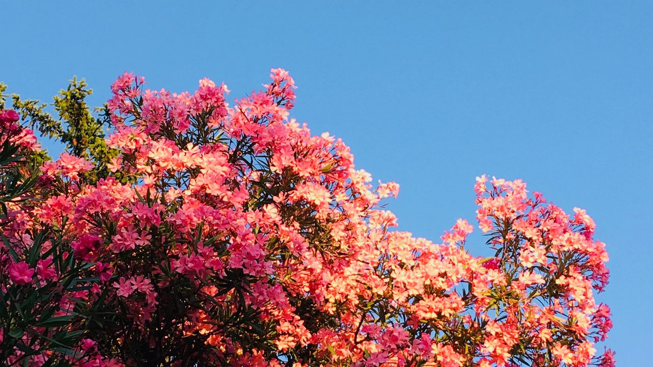 Wallpaper flowers, bloom, pink, bushes hd, picture, image