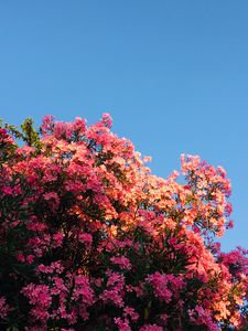 Preview wallpaper flowers, bloom, pink, bushes