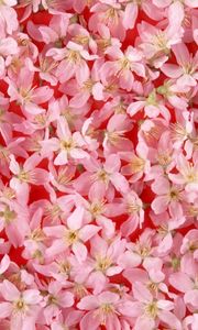 Preview wallpaper flowers, bloom, pink, lie, spring