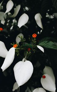 Preview wallpaper flowers, bloom, plant, leaves, flower