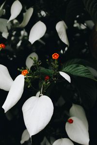 Preview wallpaper flowers, bloom, plant, leaves, flower