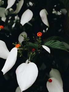 Preview wallpaper flowers, bloom, plant, leaves, flower