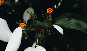 Preview wallpaper flowers, bloom, plant, leaves, flower
