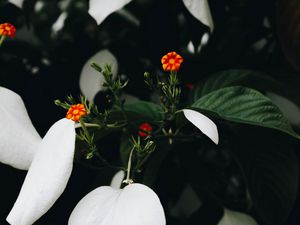 Preview wallpaper flowers, bloom, plant, leaves, flower