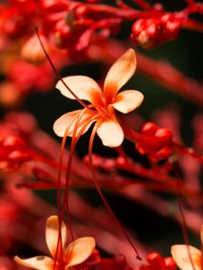 Preview wallpaper flowers, bloom, plant, macro, pink