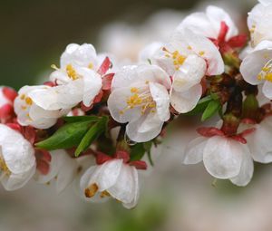 Preview wallpaper flowers, bloom, plant, petals