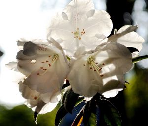 Preview wallpaper flowers, bloom, plant, shadow, spring