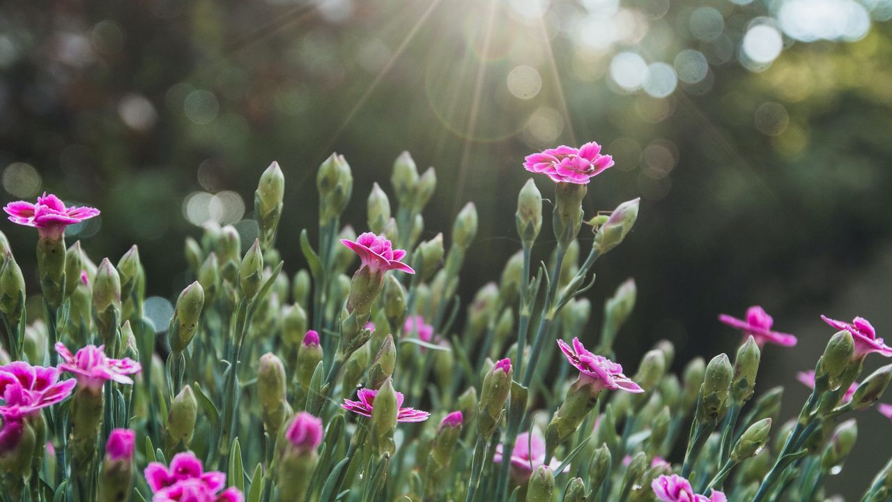 Wallpaper flowers, bloom, purple, rays, glare hd, picture, image