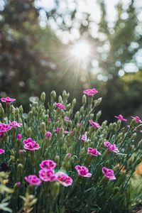 Preview wallpaper flowers, bloom, purple, rays, glare