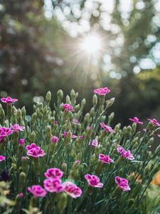 Preview wallpaper flowers, bloom, purple, rays, glare