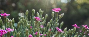Preview wallpaper flowers, bloom, purple, rays, glare