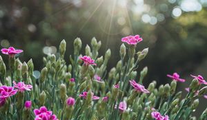 Preview wallpaper flowers, bloom, purple, rays, glare